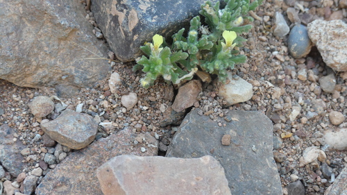Ajuga iva pseudoiva