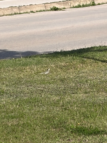 White Wagtail