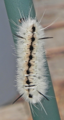 Hickory Tussock Moth