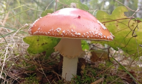 Fly Agaric