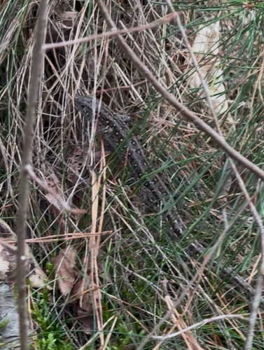 Sand Lizard