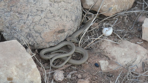 Forskal Sand Snake