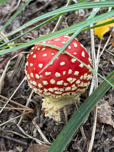Fly Agaric