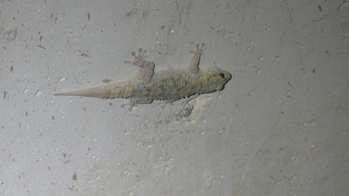 Moorish Gecko