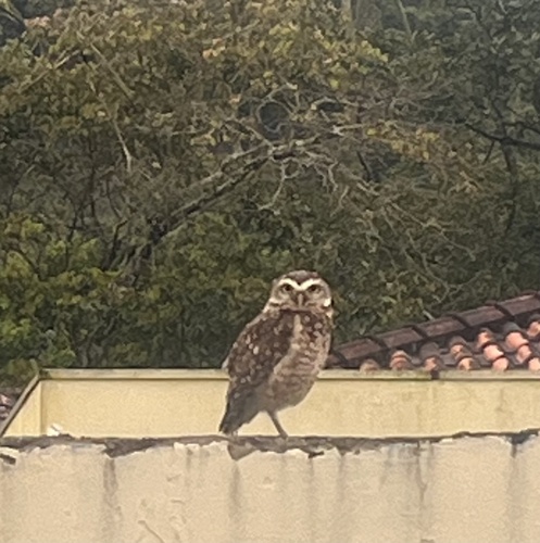Burrowing Owl