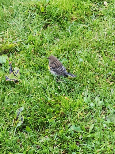Yellow-rumped Warbler