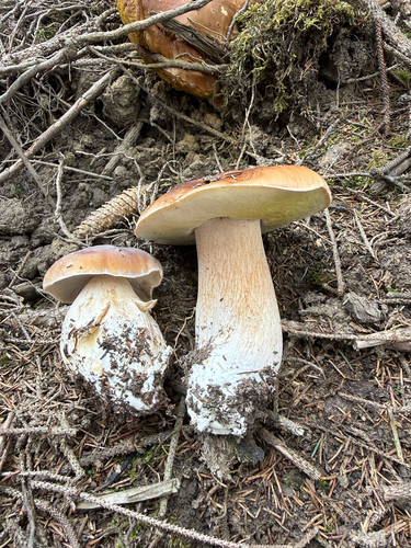 King Bolete
