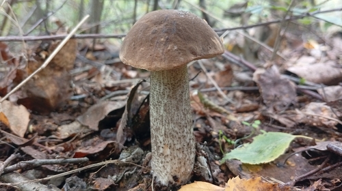 Brown Birch-bolete