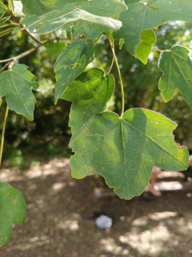 field maple