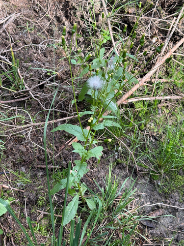 American burnweed