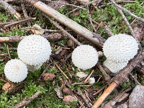 common puffball