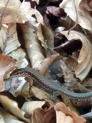 Common Wall Lizard