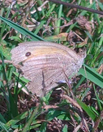 Meadow Brown