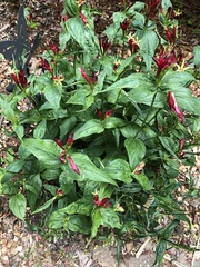 Spigelia marilandica