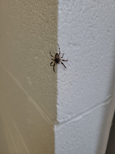 Furrow Orbweaver