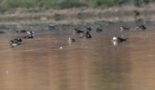 White-headed Duck