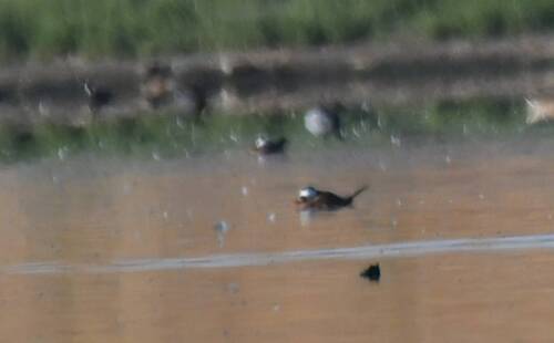 White-headed Duck