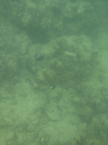 Hong Kong Butterflyfish