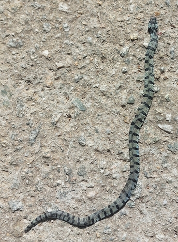 Barred Grass Snake