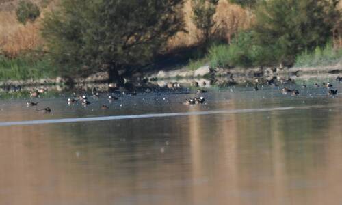White-headed Duck
