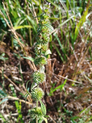 Chaiturus marrubiastrum