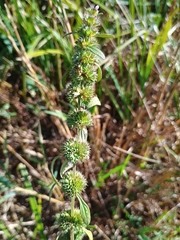 Chaiturus marrubiastrum