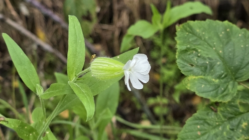 white campion