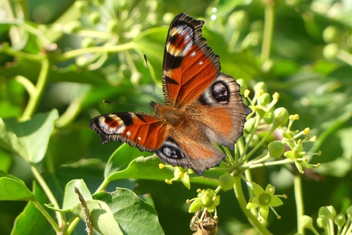 European Peacock Butterfly