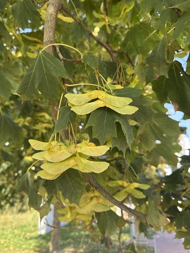 Norway maple