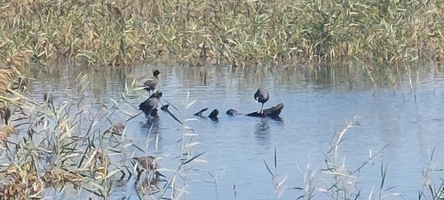 Eurasian Coot