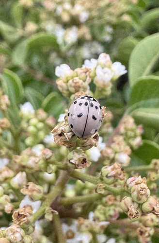Ashy Gray Lady Beetle
