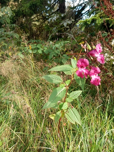 Himalayan balsam