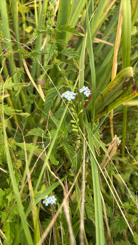 water forget-me-not