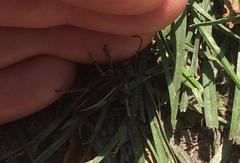 Dorcadion holosericeum