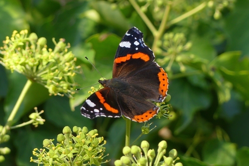 Red Admiral