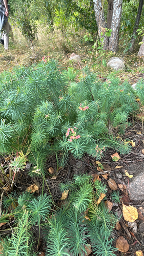cypress spurge