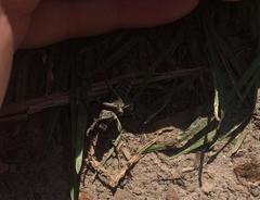 Dorcadion holosericeum