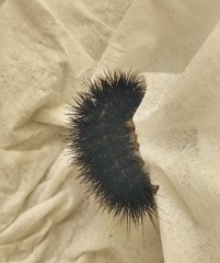 Arachnis zuni