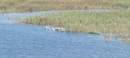 Greater Flamingo