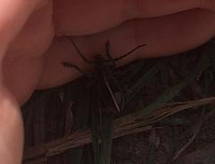 Dorcadion holosericeum