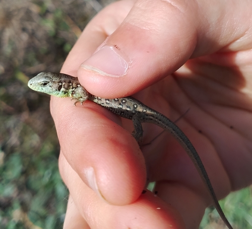 Sand Lizard
