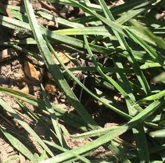 Dorcadion holosericeum