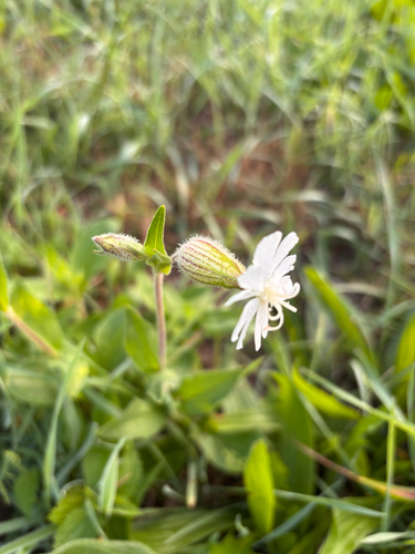 white campion