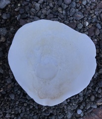 Placopecten magellanicus