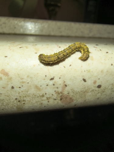 Cotton Bollworm Moth
