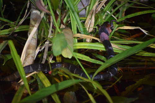 Rhabdophis flaviceps observed 2026-05-16