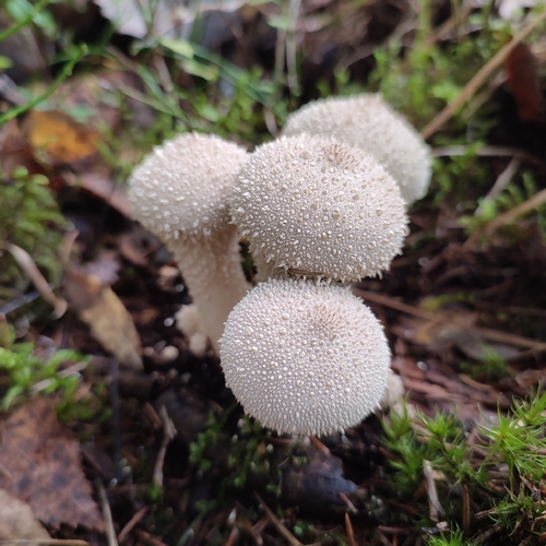 common puffball