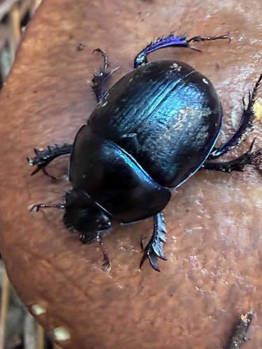Woodland Dor Beetle