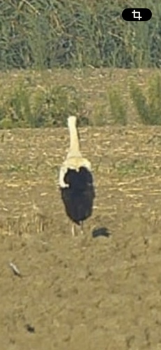 White Stork