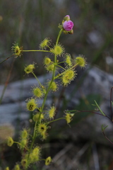 Drosera stricticaulis